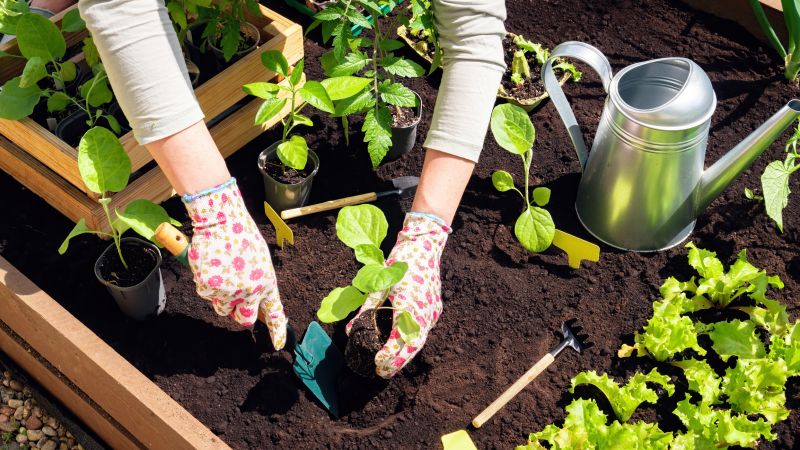 Plant Replacement in Ventura County, CA