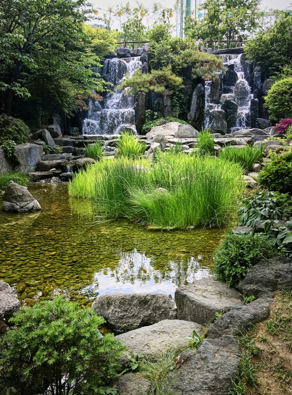 Lush Water Garden